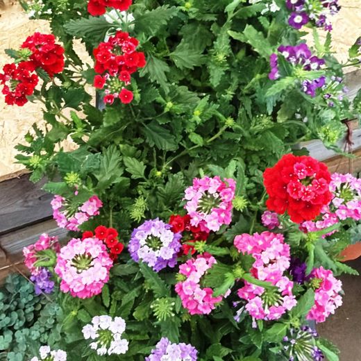 Verbena Híbrida rastrera caja 10 uds