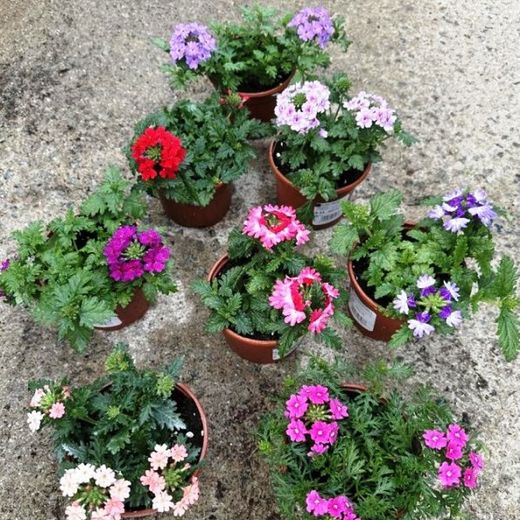 Verveine Repens Boîte 15 unités Assortiment