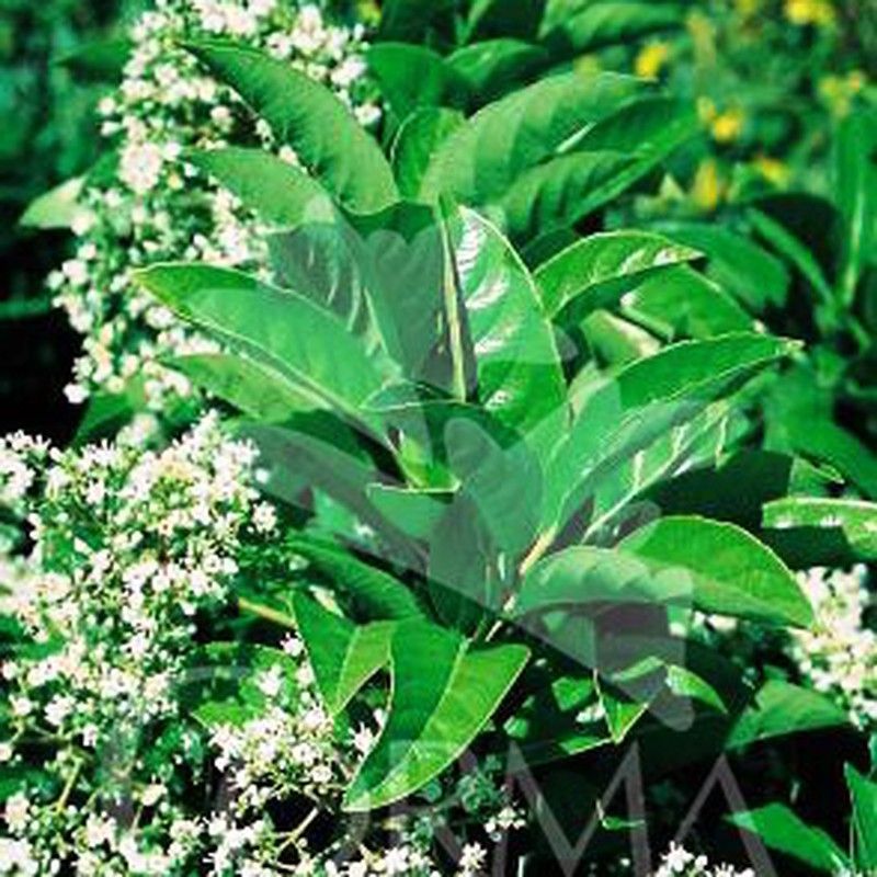 Viburnum Lucidum Odoratissimum
