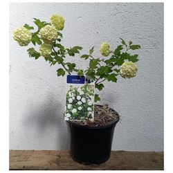 Viburnum Opulus Roseum