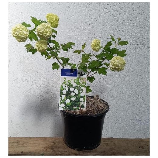 Viburnum Opulus Roseum