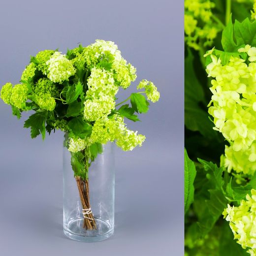 Viburnum Roseum 10 hastes