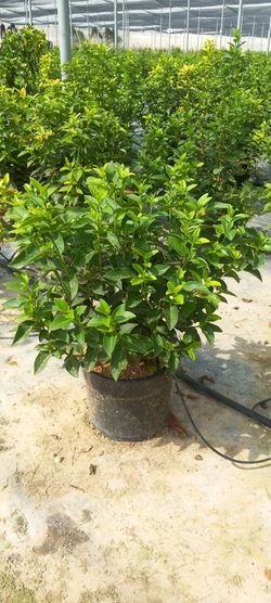 Viburnum Tinus (Durillo)