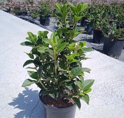 Viburnum tinus Marfull