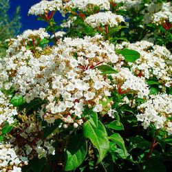 Viburnum tinus Marfull