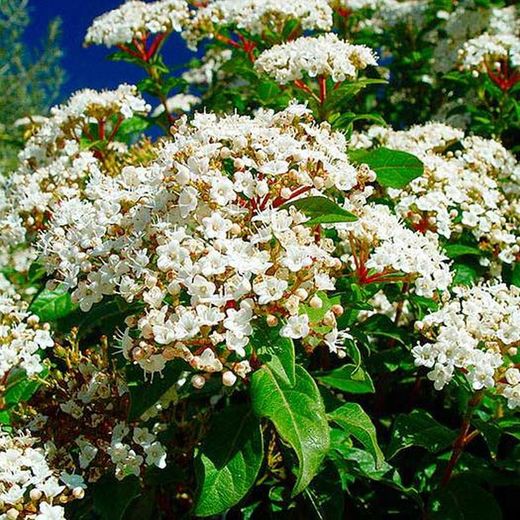 Viburnum tinus Marfull