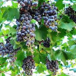 Vides (Uvas)