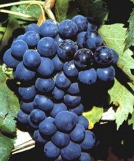 Vides (Uvas)