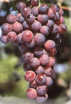 Vides (Uvas)