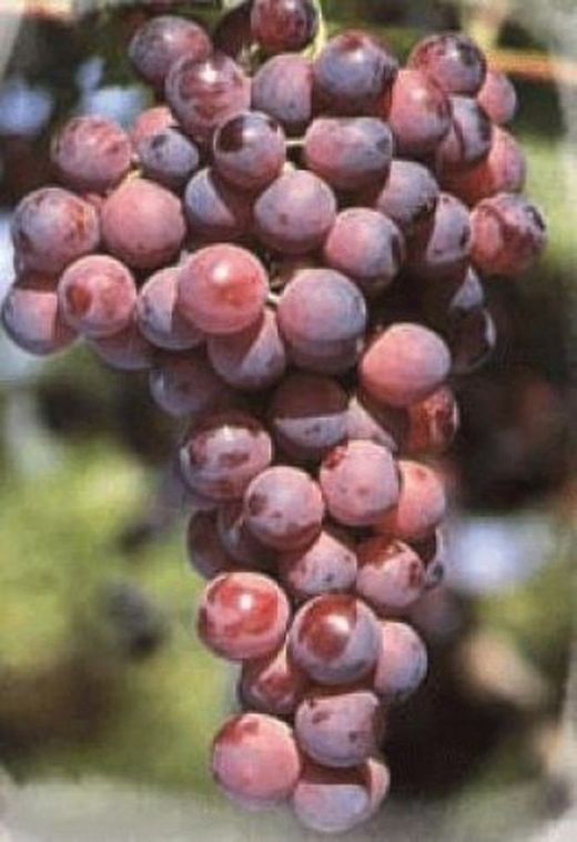 Vides (Uvas)