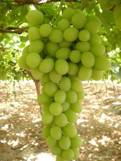 Vides (Uvas)