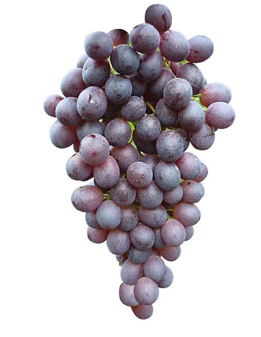 Vides (Uvas)