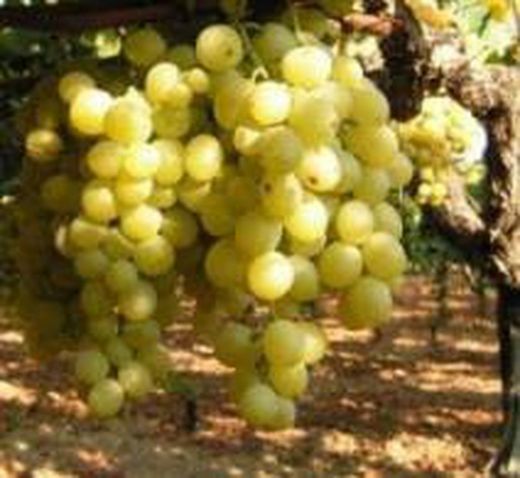 Vides (Uvas)