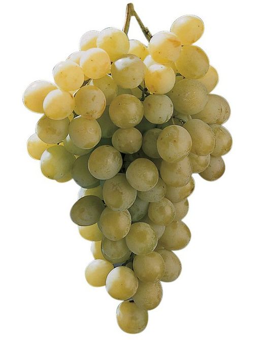 Vides (Uvas)