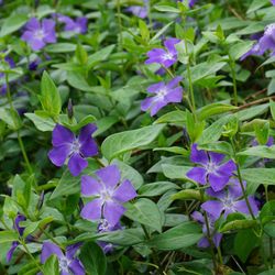 Vinca Major Caja 15 uds.