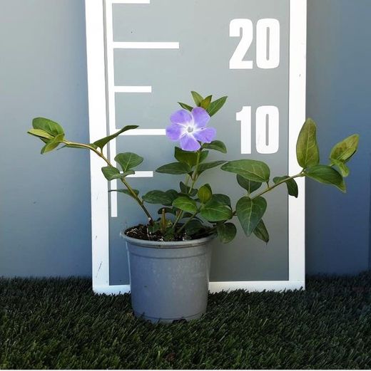Vinca Major Caja 15 uds.
