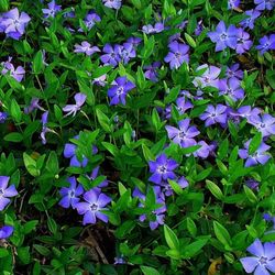 Vinca Minor Caixa 15 u.