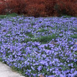 Vinca Minor Caixa 15 u.