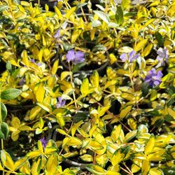 Vinca Minor Variegata Caja 15 uds.