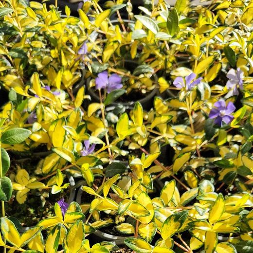 Vinca Minor Variegata Caja 15 uds.