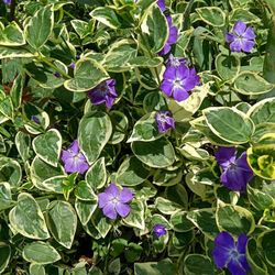 Vinca Minor Variegata Caja 15 uds.