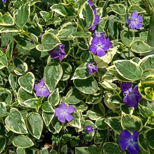 Vinca Minor Variegata Caja 15 uds.