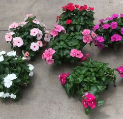 Vinca Rosea Pendula Caja 6 uds.