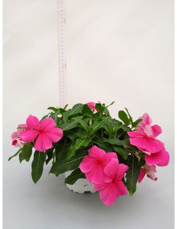 Vinca Rosea Pendula Caja 6 uds.