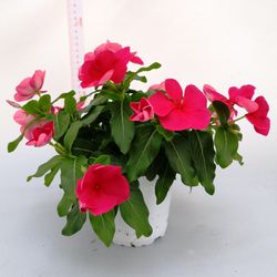 Vinca Rosea Pendula Caja 6 uds.