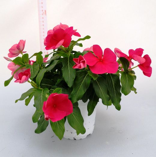 Vinca Rosea Pendula Caja 6 uds.