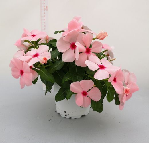 Vinca Rosea Pendula Caja 6 uds.