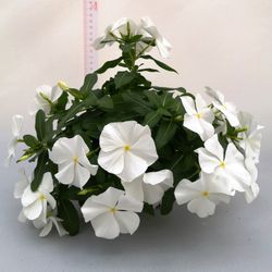Vinca Rosea Pendula Caja 6 uds.