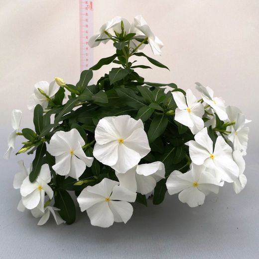 Vinca Rosea Pendula Caja 6 uds.