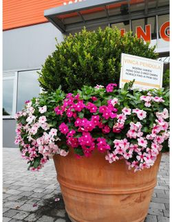 Vinca Rosea Pendula Caja 6 uds.