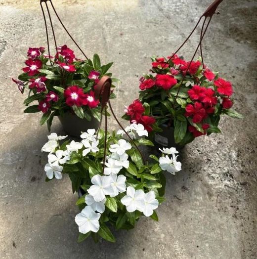 Vinca Rosea Pendula Caja 6 uds.