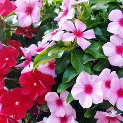 Vincas Deco Catharanthus Roseus