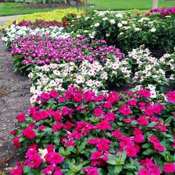 Vincas Deco Catharanthus Roseus