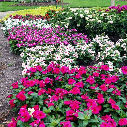 Vincas Deco Catharanthus Roseus