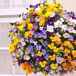 Viola Cornuta Caja de 15 uds.