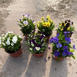 Viola Cornuta Caja de 15 uds.