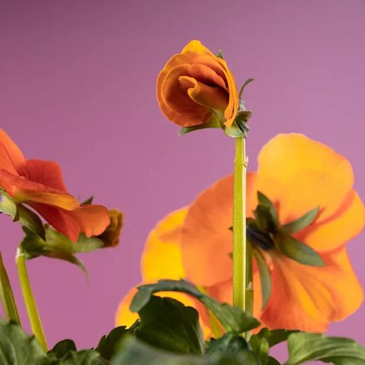 Viola Cornuta Caja de 15 uds.