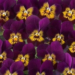 Viola Cornuta Caja de 15 uds.
