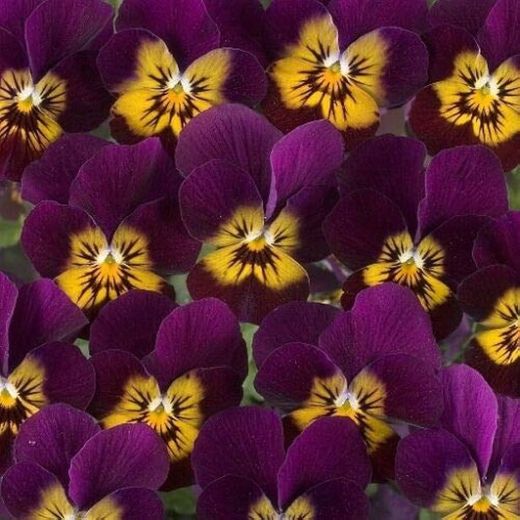 Viola Cornuta Caja de 15 uds.