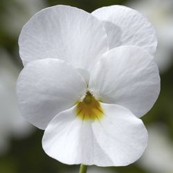 Viola Cornuta Caja de 15 uds.