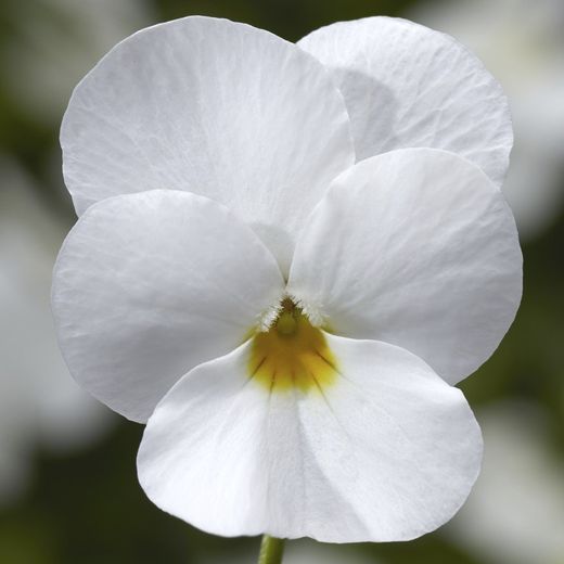 Viola Cornuta Caja de 15 uds.