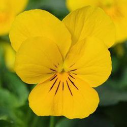 Viola Cornuta Caja de 15 uds.