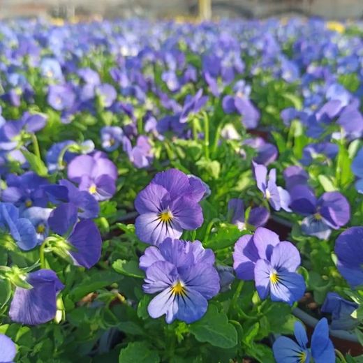 Viola Cornuta Caja de 15 uds.