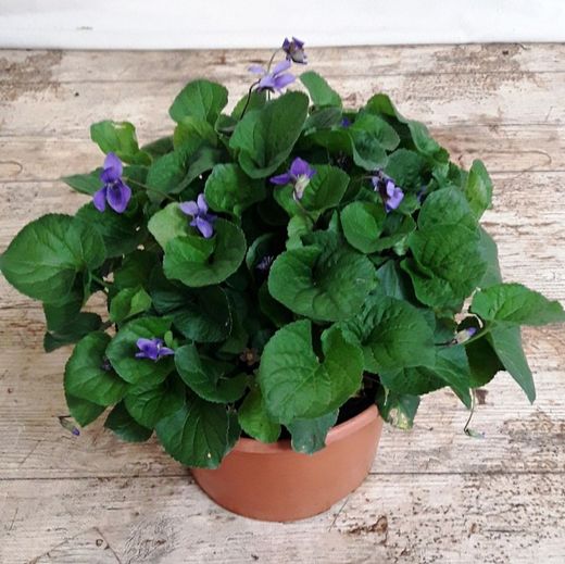 Violetas Pack 4 uds.