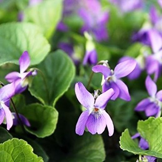 Violetas Pack 4 uds.