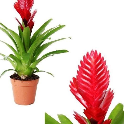 Vrieseas Carinata Christiane